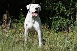 DOGUE ARGENTIN 067